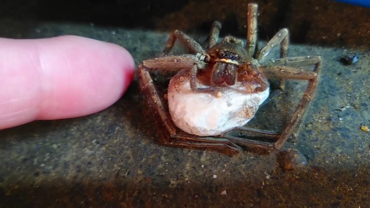 Soon A Large Amount Of Spider Baby Will Come Out Of The Egg もうすぐ大量のクモの赤ちゃんが卵から出てきます Youtube