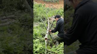 Building Survival Water System with Bamboo Only #bushcraft #camping #skills