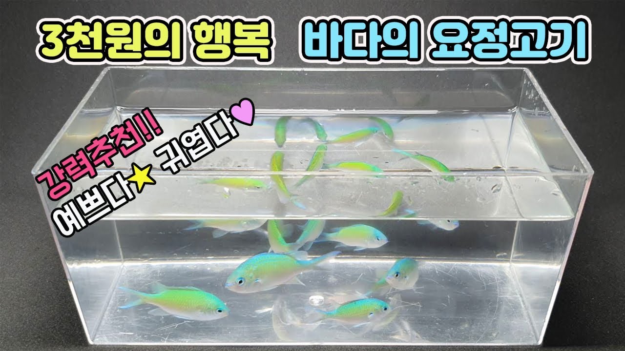 해수어 키울때 무조건 넣어야하는 귀요미 혜자 해수어!![TV생물도감]