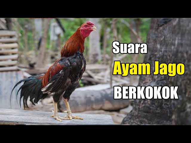 SUARA AYAM JANTAN BERKOKOK - Suara Ayam Jago class=