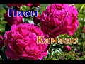 Пион Канзас