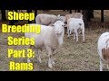 Sheep Breeding Series - Part 3: Selecting Rams for Breeding and Courting Behavior