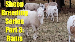 Sheep Breeding Series - Part 3: Selecting Rams for Breeding and Courting Behavior