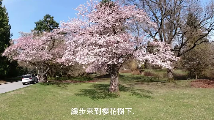 温哥华伊丽莎白皇后公园Queen Elizabeth Park  樱花与美景 - 天天要闻