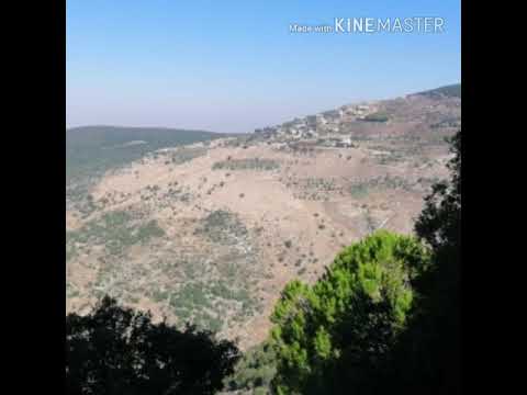 صوت عصفور دجاج الأرض