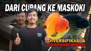 DARI CUPANG KE MASKOKI: KISAH SUKSES DEDI AP DAN IBS FISH | RANCHU BISA/TAK BISA BERSAING DI KONTES