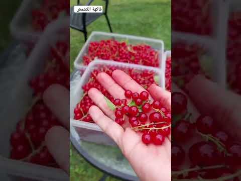 فاكهة الكشمش
