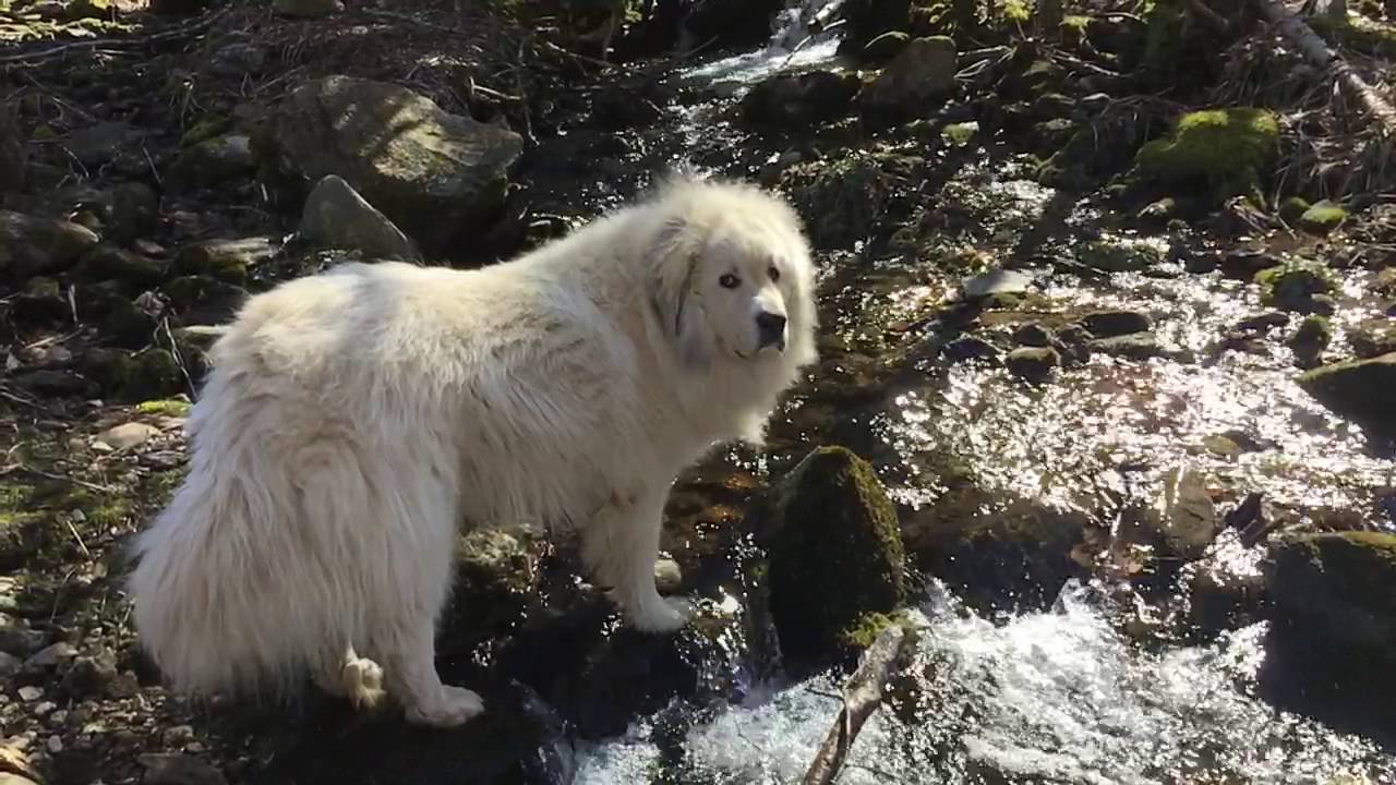 Chester the Great Pyrenees drinking water from the creek YouTube