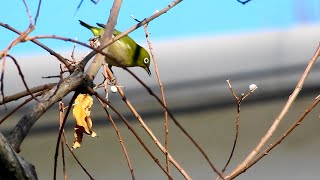 白い実と格闘～メジロ