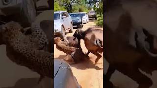 leopard hunting a baby 🐃 🐯 action  Discover the Wild Animals #trendingshorts #wildlife #viralshort