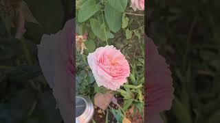 Розы в саду 2025 часть четвертая - Roses 2025 part 4