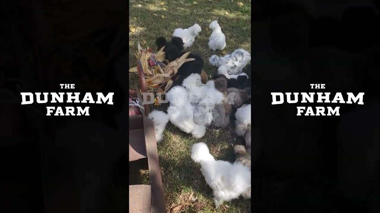 Silkie Chickens The Dunham Farm YouTube