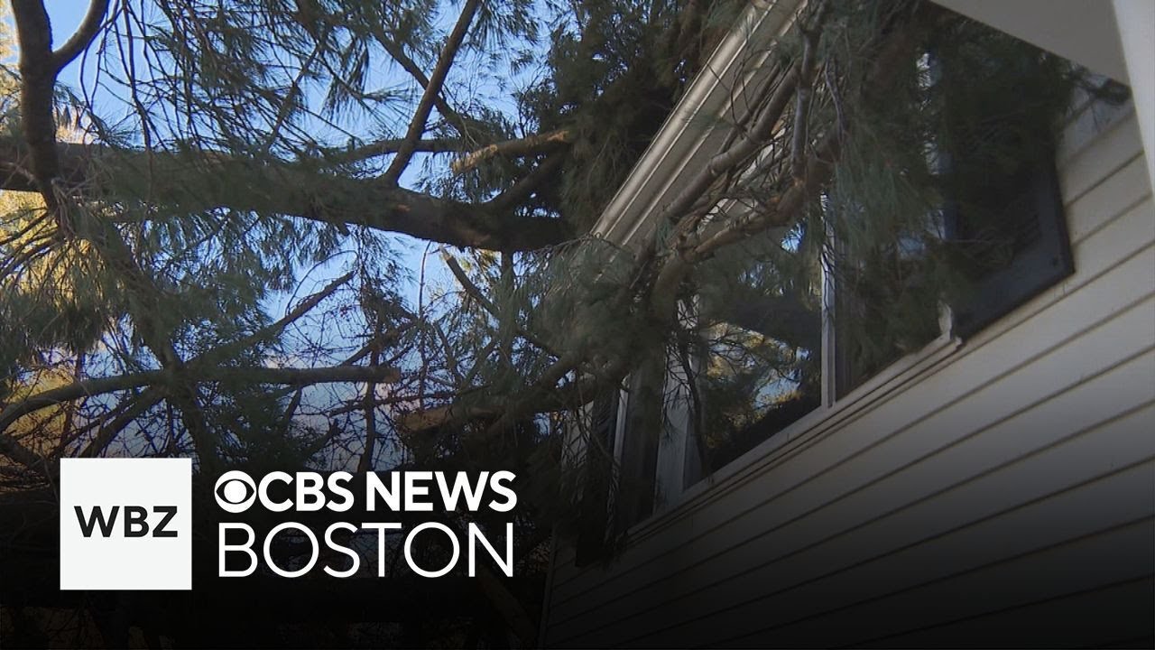 Strong winds knock down trees across Massachusetts - YouTube