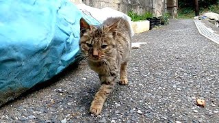 漁港の街を子猫と一緒に散歩してきた
