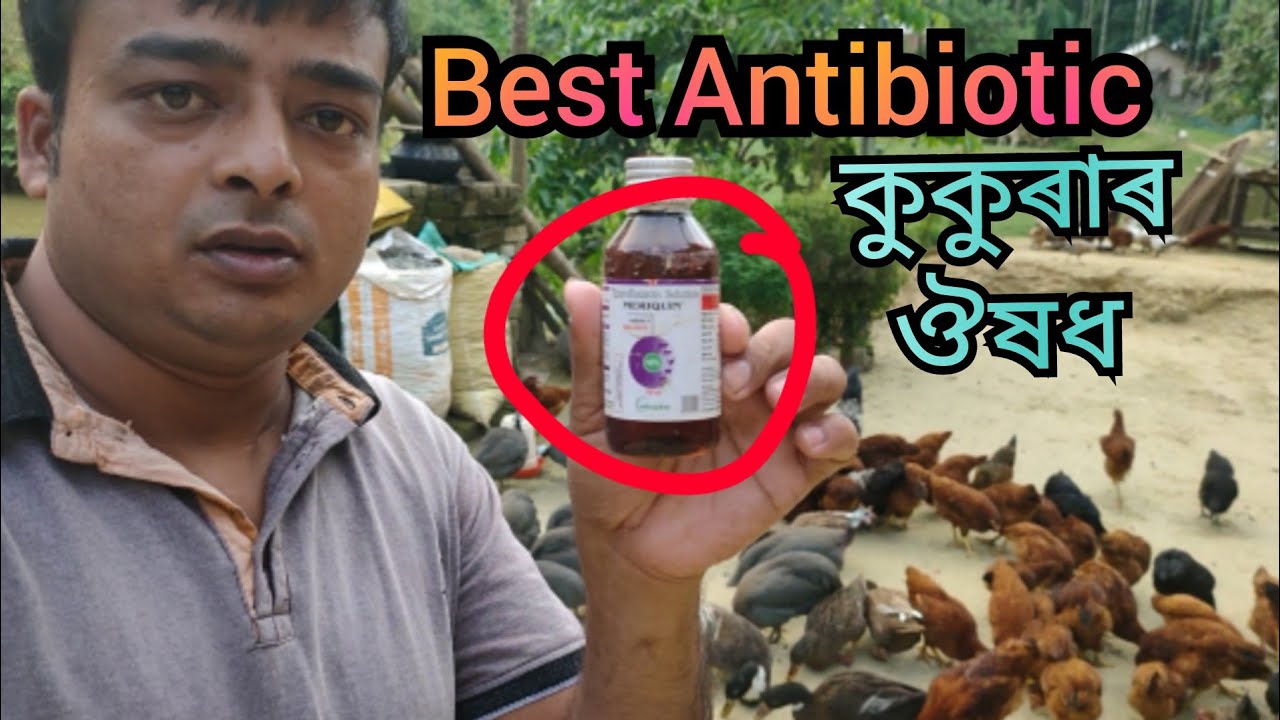 Poultry farming best medicine // poultry best antibiotic // poultry ...