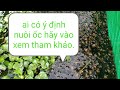 Trước Khi Nuôi ốc Cần Chuẩn Bị Những Gì
