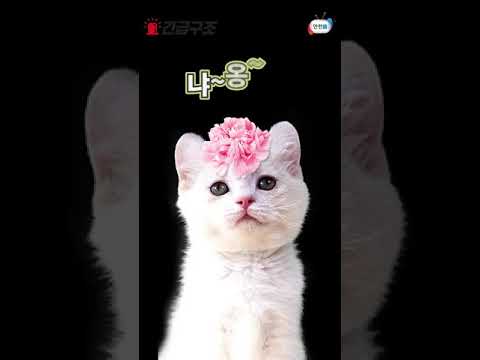 주방 하이라이트(전기레인지)<strong>에서</strong> 불이 난 두 <strong>사건</strong>!!! 그런데 범인은 모두 사람이 아니다?? #Shorts