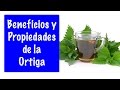 PROPIEDADES DE PLANTAS MEDICINALES - Propiedades y beneficios de la ortiga