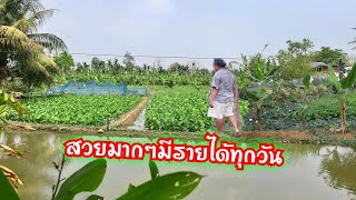 สุดยอดเกษตรผสมผสานครบวงจร#มีรายได้ทุกวัน - Youtube