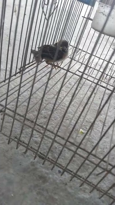 chim sẻ non kêu p1