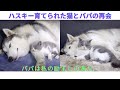 病気で落ち込んだ猫が育ての親のハスキー犬と再会できたら、こうなりました。