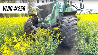 Vlog #256 Giving in wheat and rapeseed flower treatment