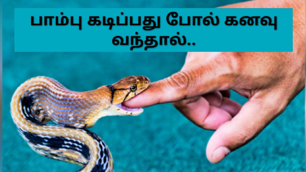 பாம்பு கடிப்பது போல் கனவு வந்தால் l If you dream of