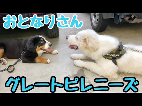 同月齢のグレートピレニーズと遊ぶ！バーニーズマウンテンドッグ【子犬】4ヶ月