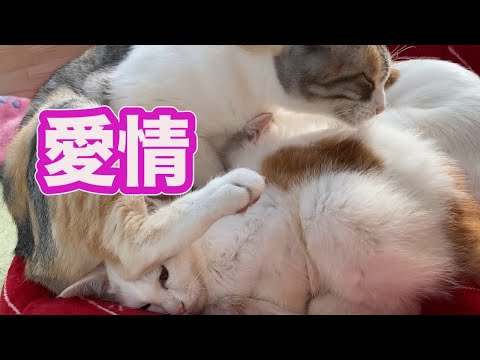 ロロにはやっぱりネネが必要です