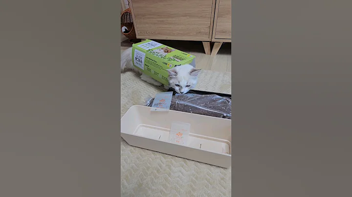 Video 11825521: cat kitten kitty, kittens kitty gatos