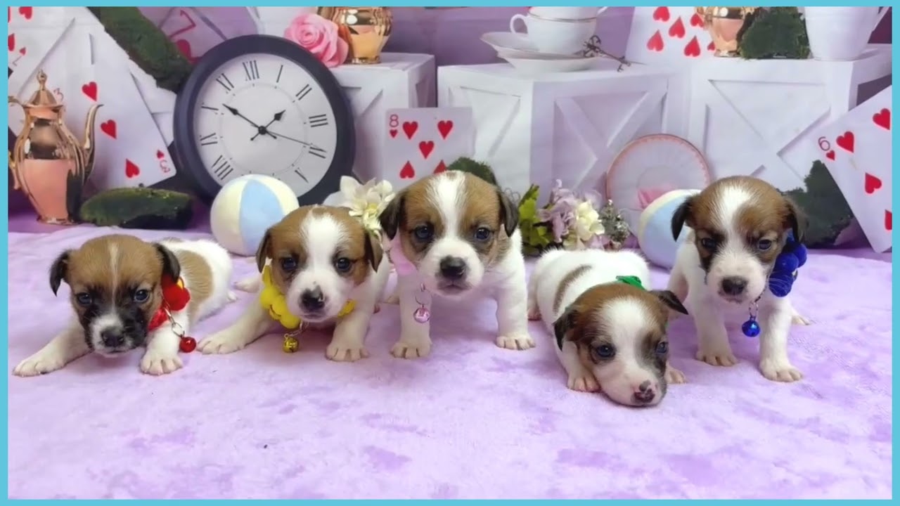 ペットショップcoo&riku No.00749150 ジャックラッセルテリア - YouTube