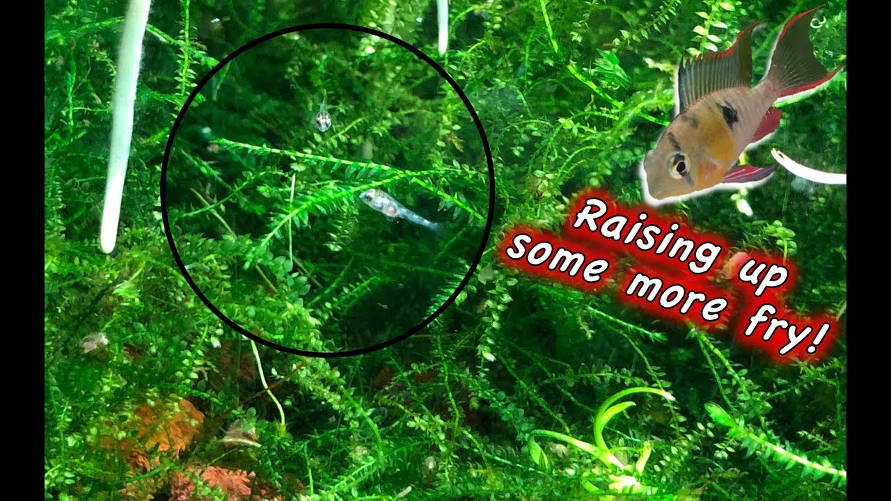 Ramfry New Batch of Bolivian Ram Fry! - YouTube
