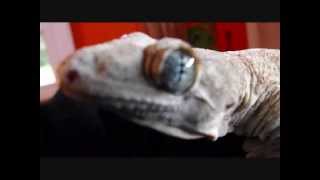 Female Halmahera Gecko