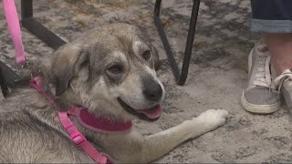 CI Living Furever Family with Ruby's Rescue
