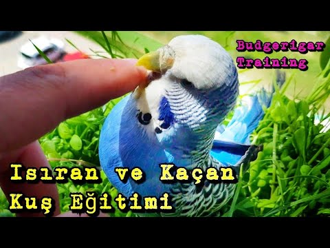 Kuşun Isırıyor ve Kaçıyorsa Çözüm Burda | Isıran ve Kaçan Muhabbet Kuşu Eğitimi Ele Alıştırma