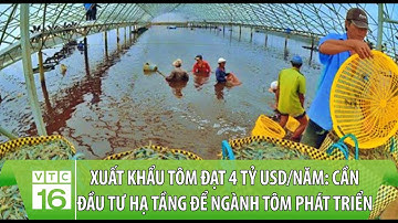 Xuất khẩu tôm đạt 4 tỷ USD/năm: Cần đầu tư hạ tầng để ngành tôm phát triển | VTC16
