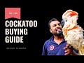 Cockatoo Buying Guide | Cockatoo खरीदने से पहले ये वीडियो ज़रूर देखे | #cockatoo
