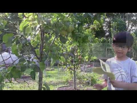 فيديو: معلومات عن شجرة الكمثرى Shinseiki: كيفية زراعة شجرة الكمثرى الآسيوية Shinseiki في المنزل