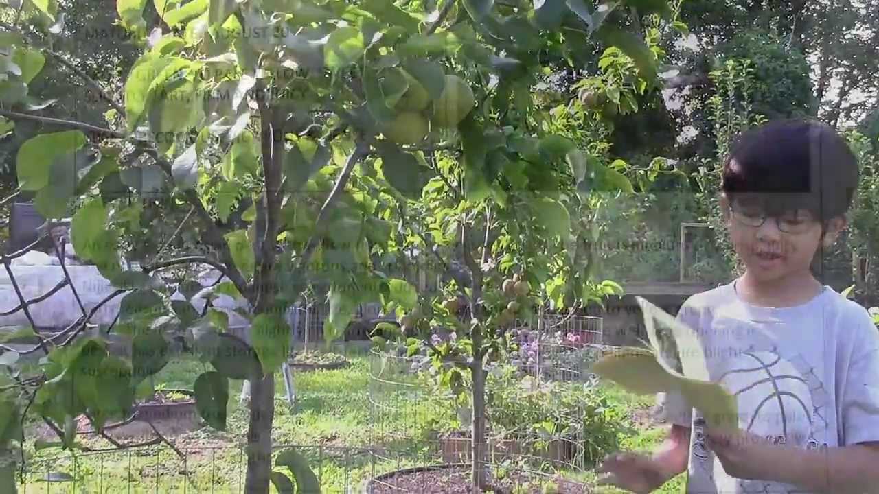 Shinseiki Growing Asian Pear In Your Own Backyard Part 3 -2962