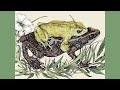 Chiriquí Harlequin Frog - Recently Extinct Animals