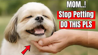 25 Dog Happiness Hacks Every Owner Should Know (99% of Owners Don’t Do This!)