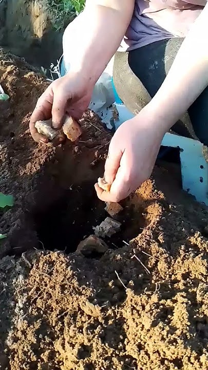 ПОСАДКА АРБУЗОВ В ОТКРЫТЫЙ ГРУНТ Как правильно сажать арбузы - YouTube