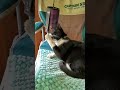 猫にチャイムヒーリング(使い方が違う、笑)