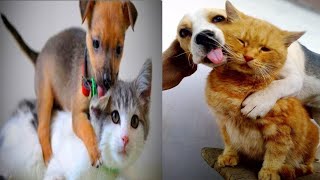 Baby Dogs- Cute and Funny dog videos Compilation #30|#funny#animals#cute#cat