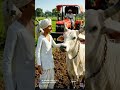 yah dekho mere piche ek tractor hai khet mein chal raha hai aur do gay Hain donon acche Hain#short