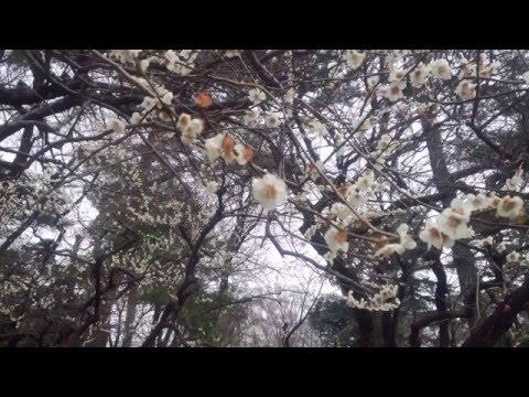 奇跡は間に合わない　AKB48　歌ってみた　原曲　音無し　男声のみ　１コーラス