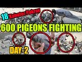 Catching 18 kabootar pakray 600 pigeons fighting koray kabooter larrayya day2 ali bhai vs owaisi