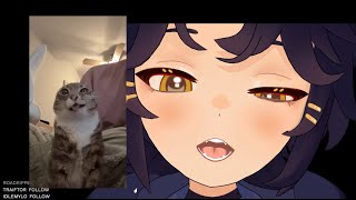 Avicat REBORN with ALL-NEW 3D MODEL!🐈