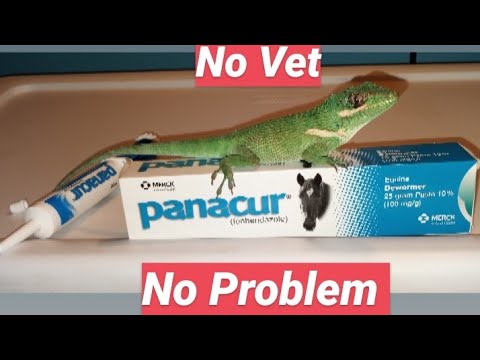 Video: Parasitisk Infektion I Reptiler