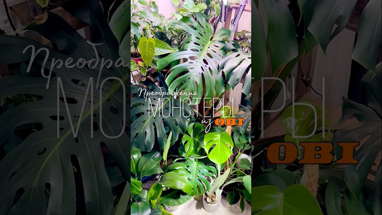 Monstera from OBI and its transformation #houseplants #monstera - YouTube